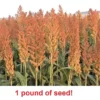 1 Pound Sorghum Seeds Rox Orange Syrup Cane Non-Gmo Heirloom