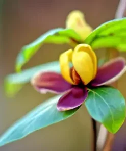 10 Carolina Allspice Planting Seeds: Sweetshrub, Spice Bush Calycanthus floridus