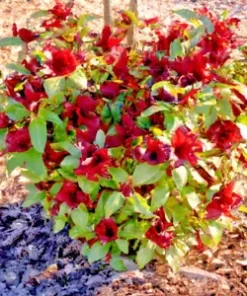 10 Carolina Allspice Planting Seeds: Sweetshrub, Spice Bush Calycanthus floridus