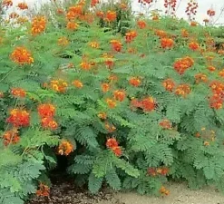 10 Dwarf Poinciana Seeds RED BIRD OF PARADISE, MEXICAN (C. pulcherrima)