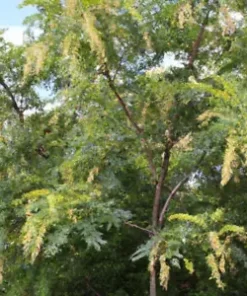 10 Honeylocust Tree Seeds (Gleditsia caspian), FAST GROWING,