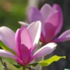10 Magnolia Lily Seeds (Magnolia liliflora), Pink Flowering Tree