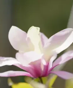 10 Magnolia Lily Seeds (Magnolia liliflora), Pink Flowering Tree