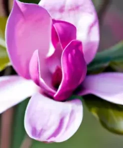 10 Magnolia Lily Seeds (Magnolia liliflora), Pink Flowering Tree