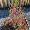 10 Red Flowering Currant Shrub Seeds (Ribes sanguineum) Ornamental Hedge Bush