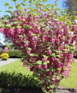 10 Red Flowering Currant Shrub Seeds (Ribes sanguineum) Ornamental Hedge Bush