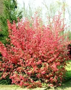 10 Red Flowering Currant Shrub Seeds (Ribes sanguineum) Ornamental Hedge Bush