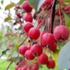 10 Robusto Red APPLE SEEDS (Malus x robusta) Fast Edible Crab-Apple Fruit Tree