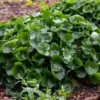10 Wild Ginger Seeds (Asarum canadense)