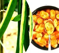 10 Wonder Bean Seeds | GIANT Jack/Sword (Canavalia ensiformis)