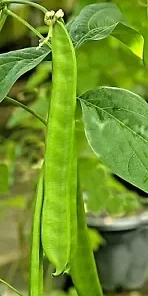 10 Wonder Bean Seeds | GIANT Jack/Sword (Canavalia ensiformis)