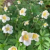 100+ Anemone Flower Seeds (A occidentalis) Pasqueflower | Perennial Wildflowers