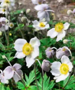 100+ Anemone Flower Seeds (A occidentalis) Pasqueflower | Perennial Wildflowers