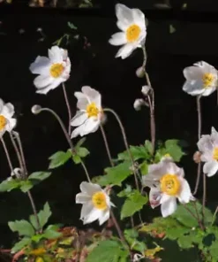 100+ Anemone Flower Seeds (A occidentalis) Pasqueflower | Perennial Wildflowers