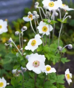100+ Anemone Flower Seeds (A occidentalis) Pasqueflower | Perennial Wildflowers