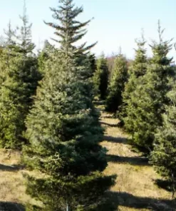 100 Balsam Fir Seeds (Abies balsamea) Christmas Trees