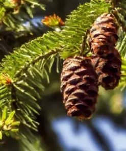 100 Balsam Fir Seeds (Abies balsamea) Christmas Trees