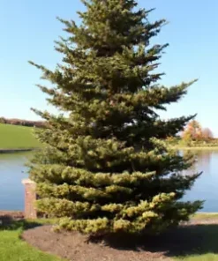 100 Balsam Fir Seeds (Abies balsamea) Christmas Trees