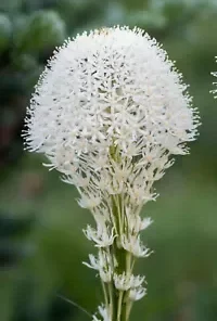 100+ Beargrass Seeds WHITE TORCH LILY (Xerophyllum tenax) Tall Flower