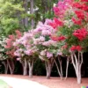100+ Crepe Myrtle Flower Tree Seeds - 6 Bright Colors (Lagerstroemia)