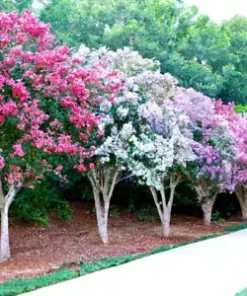 100+ Crepe Myrtle Flower Tree Seeds - 6 Bright Colors (Lagerstroemia)