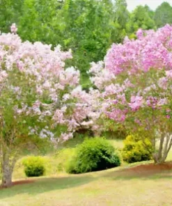 100+ Crepe Myrtle Flower Tree Seeds - 6 Bright Colors (Lagerstroemia)