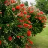 100+ Crimson Bottle Brush Red Flowering Tree Seeds (Callistemon citrinus)