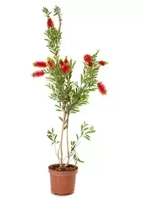 100+ Crimson Bottle Brush Red Flowering Tree Seeds (Callistemon citrinus)