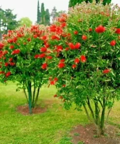 100+ Crimson Bottle Brush Red Flowering Tree Seeds (Callistemon citrinus)
