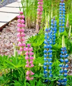 100+ Dwarf Lupine Seeds (Lupinus hartwegii) Pixie Delight Mix, Annual Flowers