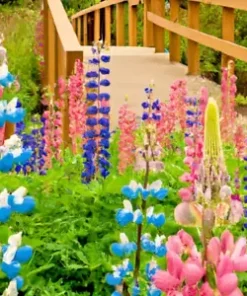 100+ Dwarf Lupine Seeds (Lupinus hartwegii) Pixie Delight Mix, Annual Flowers