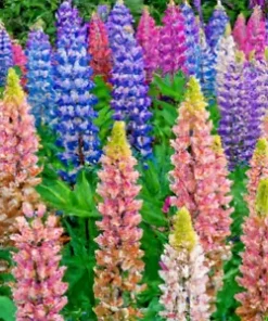100+ Dwarf Lupine Seeds (Lupinus hartwegii) Pixie Delight Mix, Annual Flowers