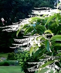 100 Lily of the Valley Sourwood Seeds (Oxydendrum arboreum) | Honey Bee Tree
