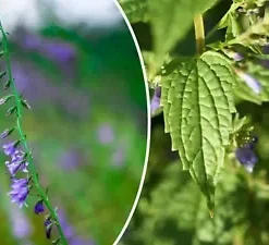 100+ MEDICINAL SKULLCAP HERB SEEDS (Scutellaria lateriflora) Mad Dog,
