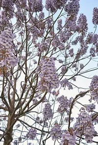 100+ Royal Empress Tree Seeds (Paulownia tomentosa) Purple Flowers, Fast Growing