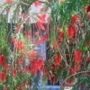 100+ Weeping Bottle Brush Seeds (C. viminalis) | FAST GROWING RED FLOWER TREE