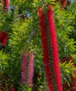 100+ Weeping Bottle Brush Seeds (C. viminalis) | FAST GROWING RED FLOWER TREE