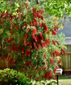 100+ Weeping Bottle Brush Seeds (C. viminalis) | FAST GROWING RED FLOWER TREE