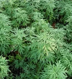 1000+ Sweet Wormwood Herb Seeds (Artemisia annua) Sweet Annie Sagewort