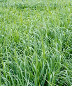 1000+ Switch Grass Seeds Native Prairie Tall Grass Clumping Ornamental Perennial - Grass Seeds For Lawn