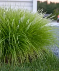 1000+ Weeping Lovegrass Seeds - Ornamental Grass (Eragrostis curvala), Bulk