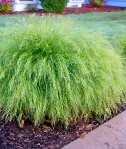 1000+ Weeping Lovegrass Seeds - Ornamental Grass (Eragrostis curvala), Bulk