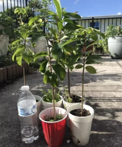 12”-16” Annona Muricata Graviola Soursop Guanabana 12”-16” fruit tree