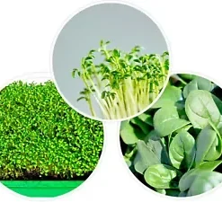 1250+ Bloomsdale Spinach Seeds | 1/2 OZ BULK - Microgreen Sprouting or Garden