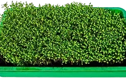 1250+ Bloomsdale Spinach Seeds | 1/2 OZ BULK - Microgreen Sprouting or Garden