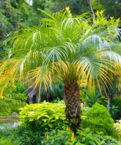 15 Pygmy Date Palm Seeds (Dwarf P. Roebelenii) Indoor Houseplant,