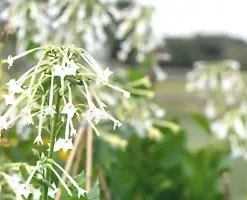 1500+ White Jasmine Flowering Tobacco Seeds (Nicotiana sylvestris) Tropical Herb