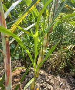 2 Green Sugarcane Cuttings 8-10 Inch Long Sugar Cane Cuttings with 2 Nodes for Gardening and Propagation