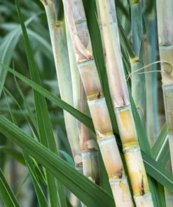 2 Green Sugarcane Cuttings 8-10 Inch Long Sugar Cane Cuttings with 2 Nodes for Gardening and Propagation