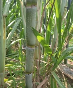 2 Green Sugarcane Cuttings 8-10 Inch Long Sugar Cane Cuttings with 2 Nodes for Gardening and Propagation